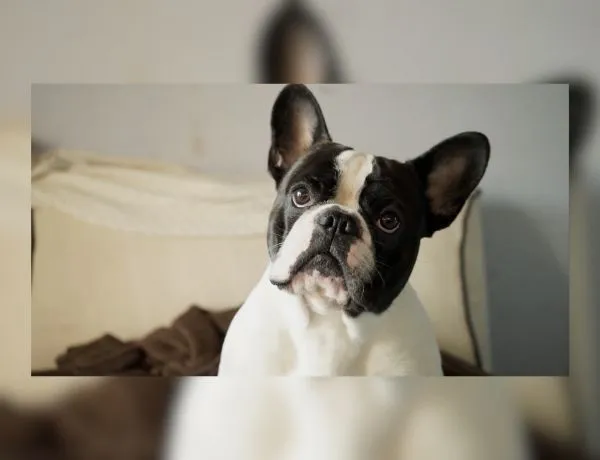 Dog Bites and Homeowners Insurance