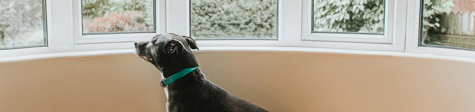 A dog sitting near a window